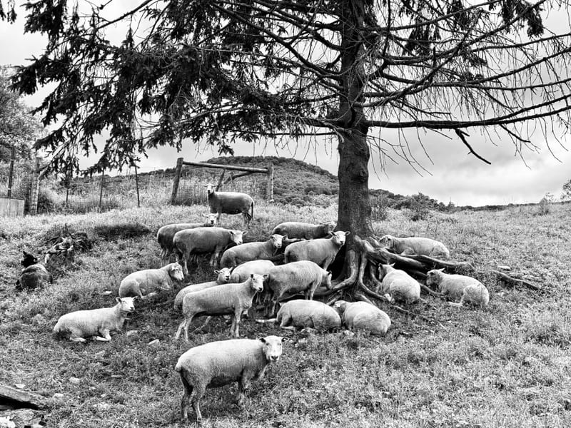 Black-and-white flock of sheep resting under a lone pine