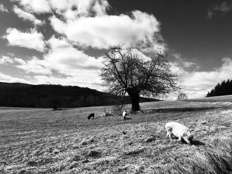 Black-and-white bare tree standing alone on the hill pasture