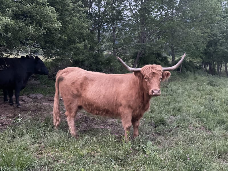 A long-horned Highland steer on the winter pasture